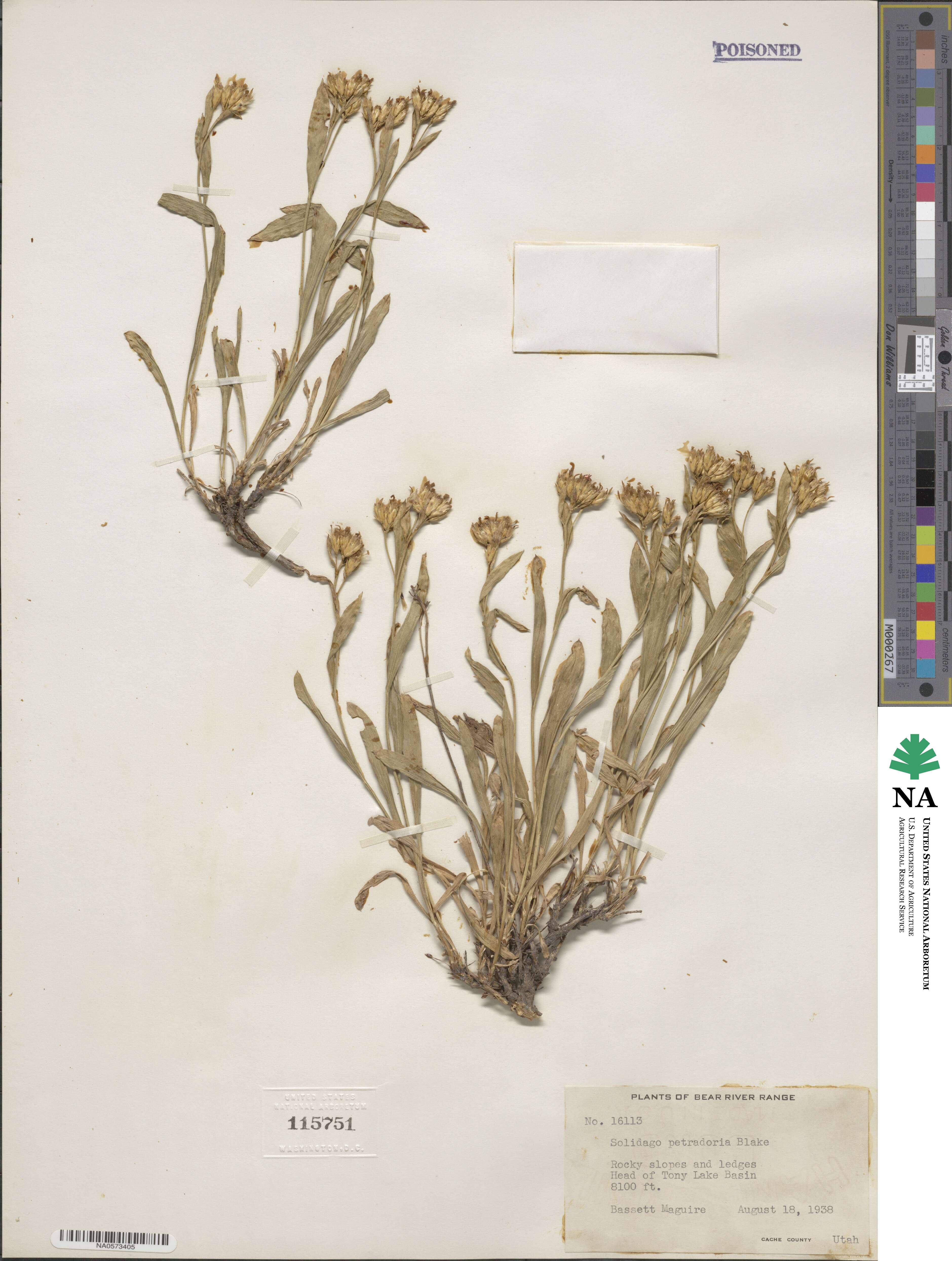 Petradoria pumila image
