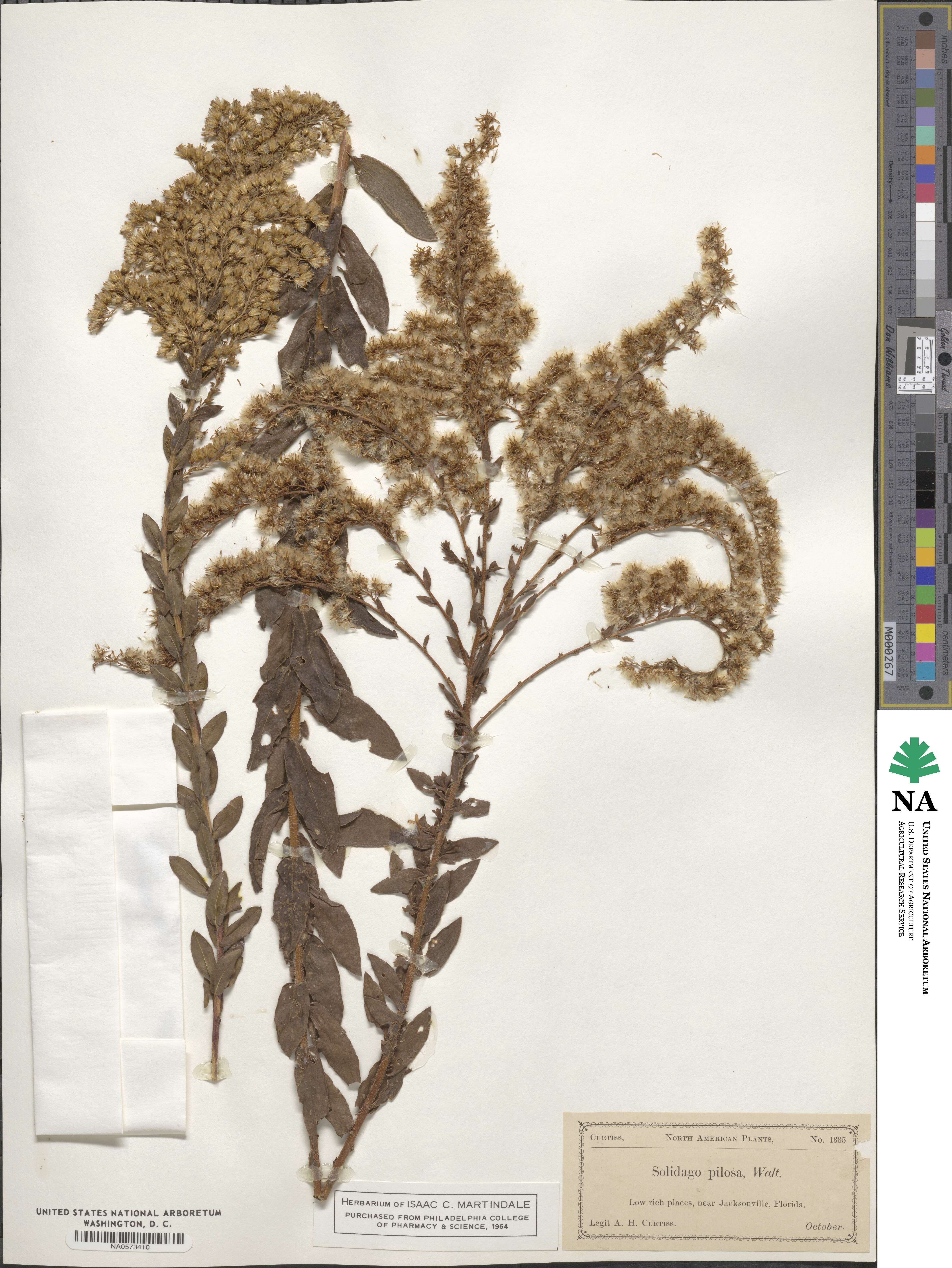 Solidago pilosa image