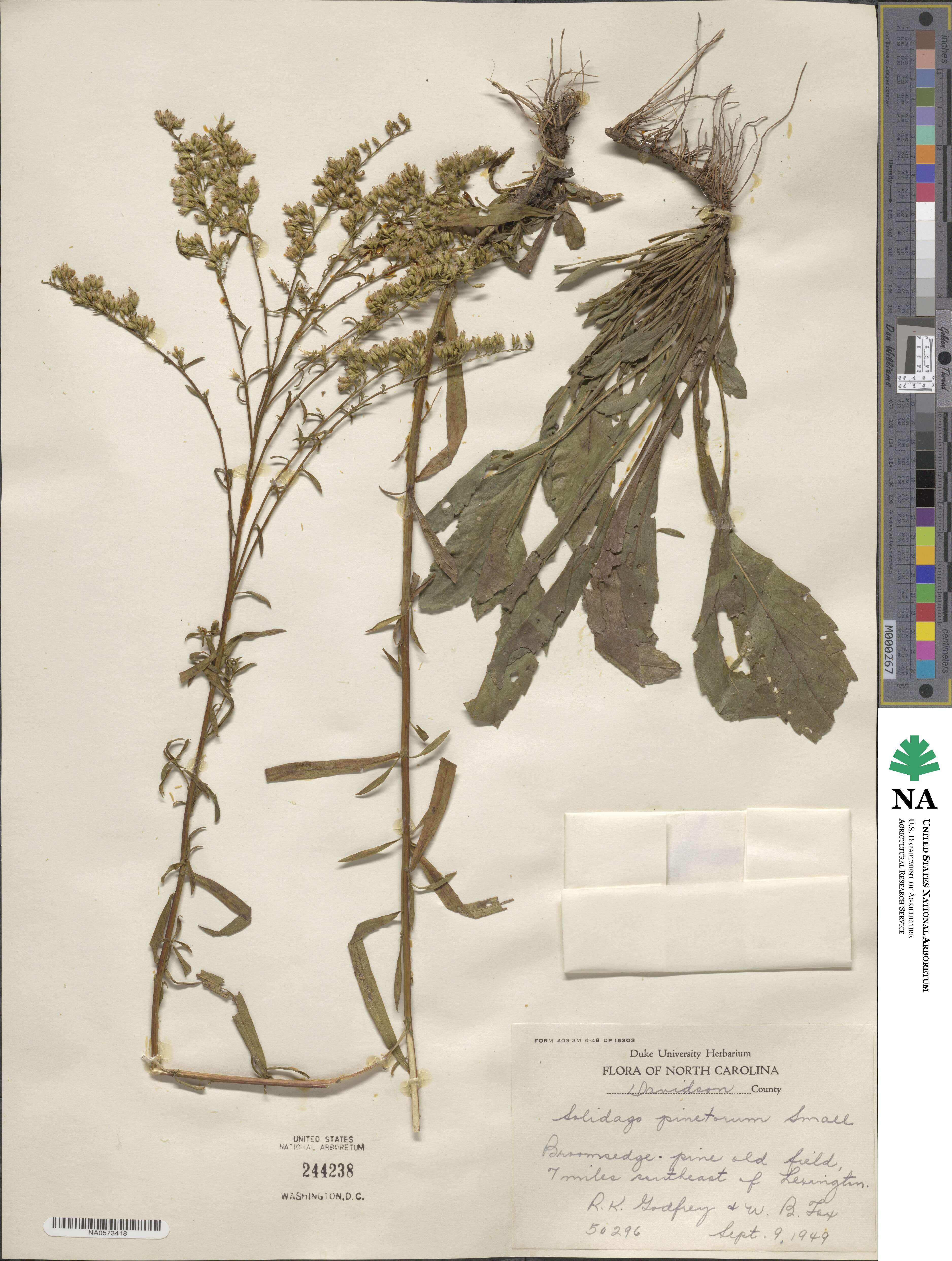 Solidago pinetorum image