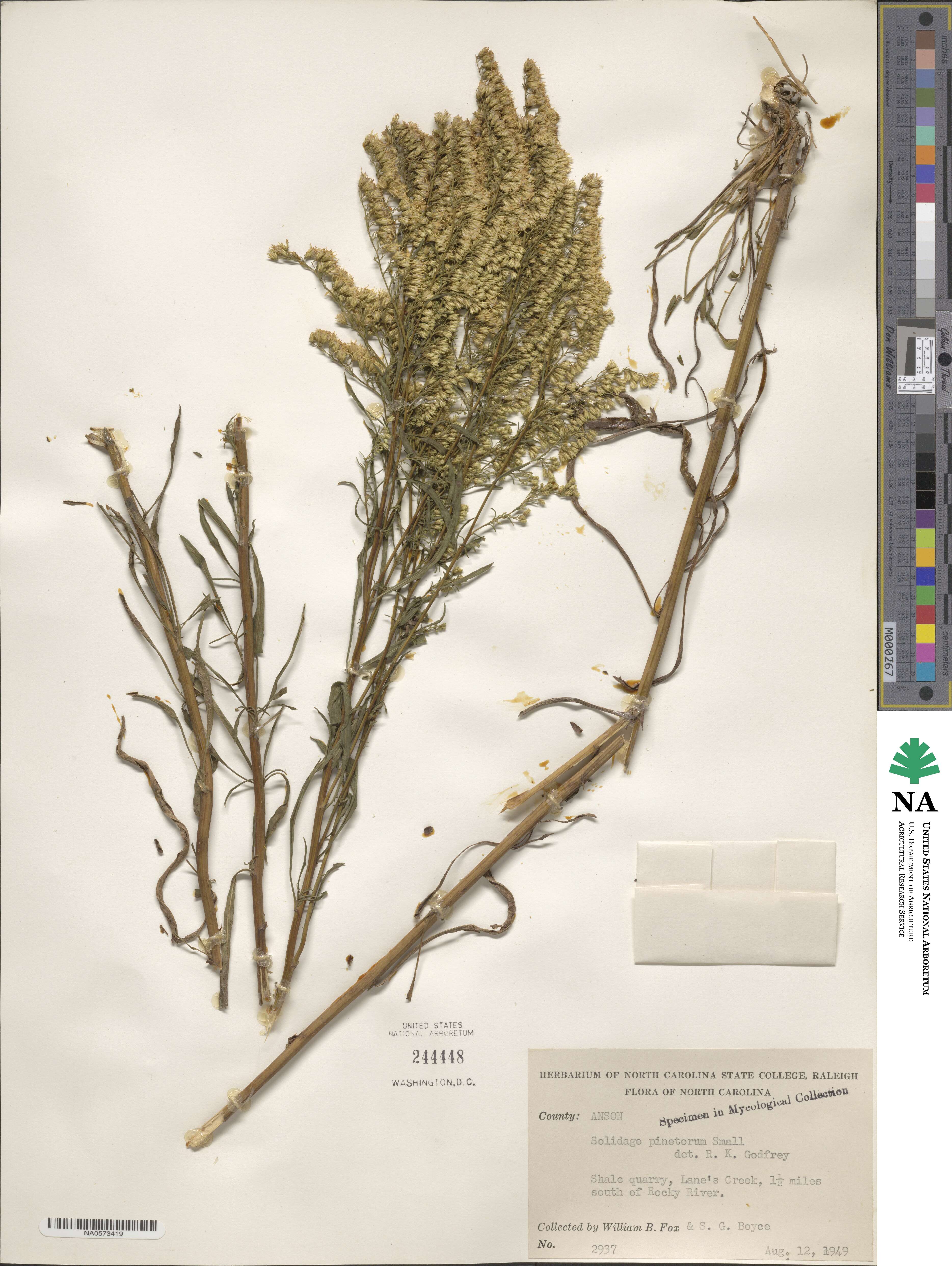 Solidago pinetorum image