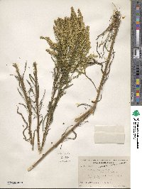 Solidago pinetorum image