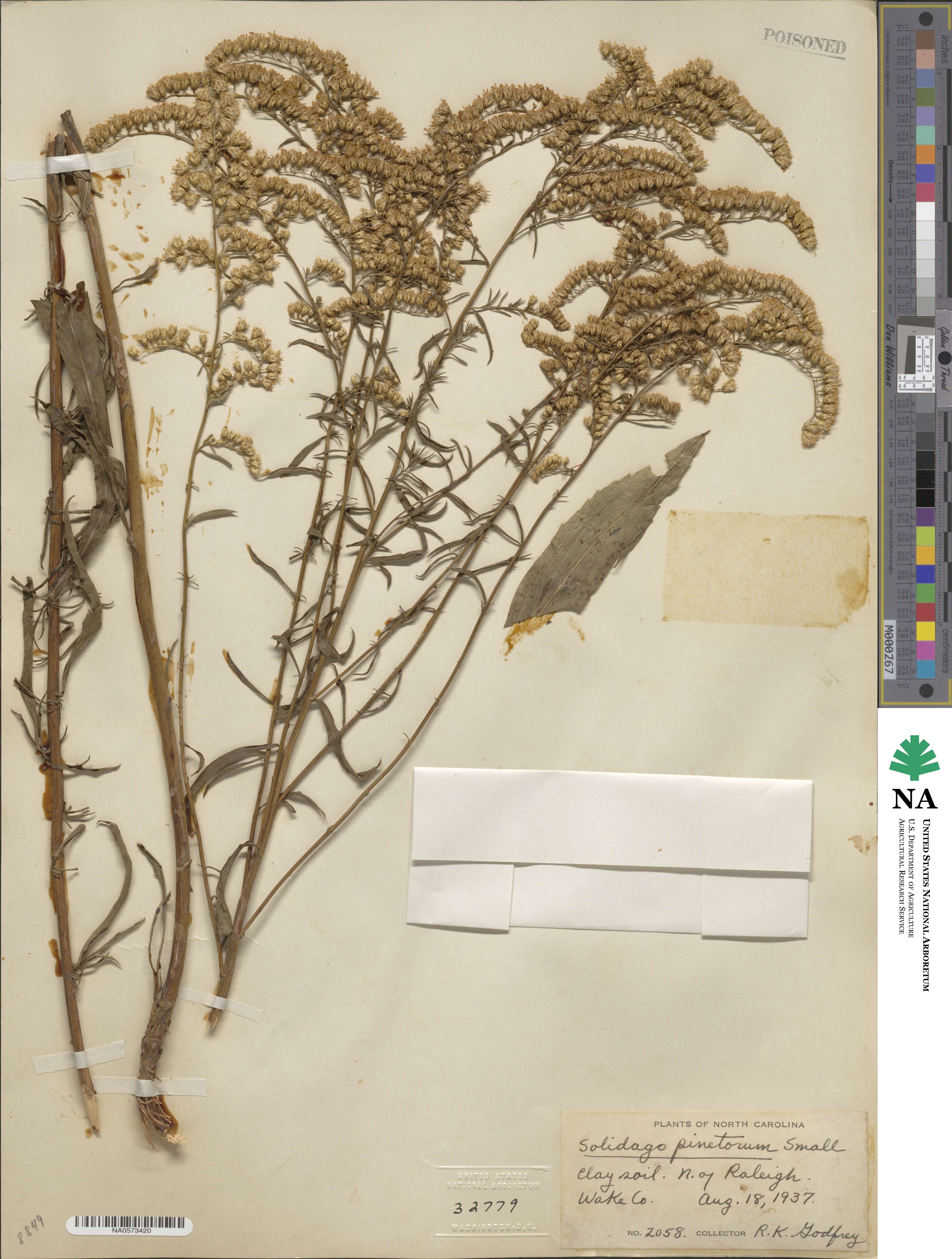 Solidago pinetorum image