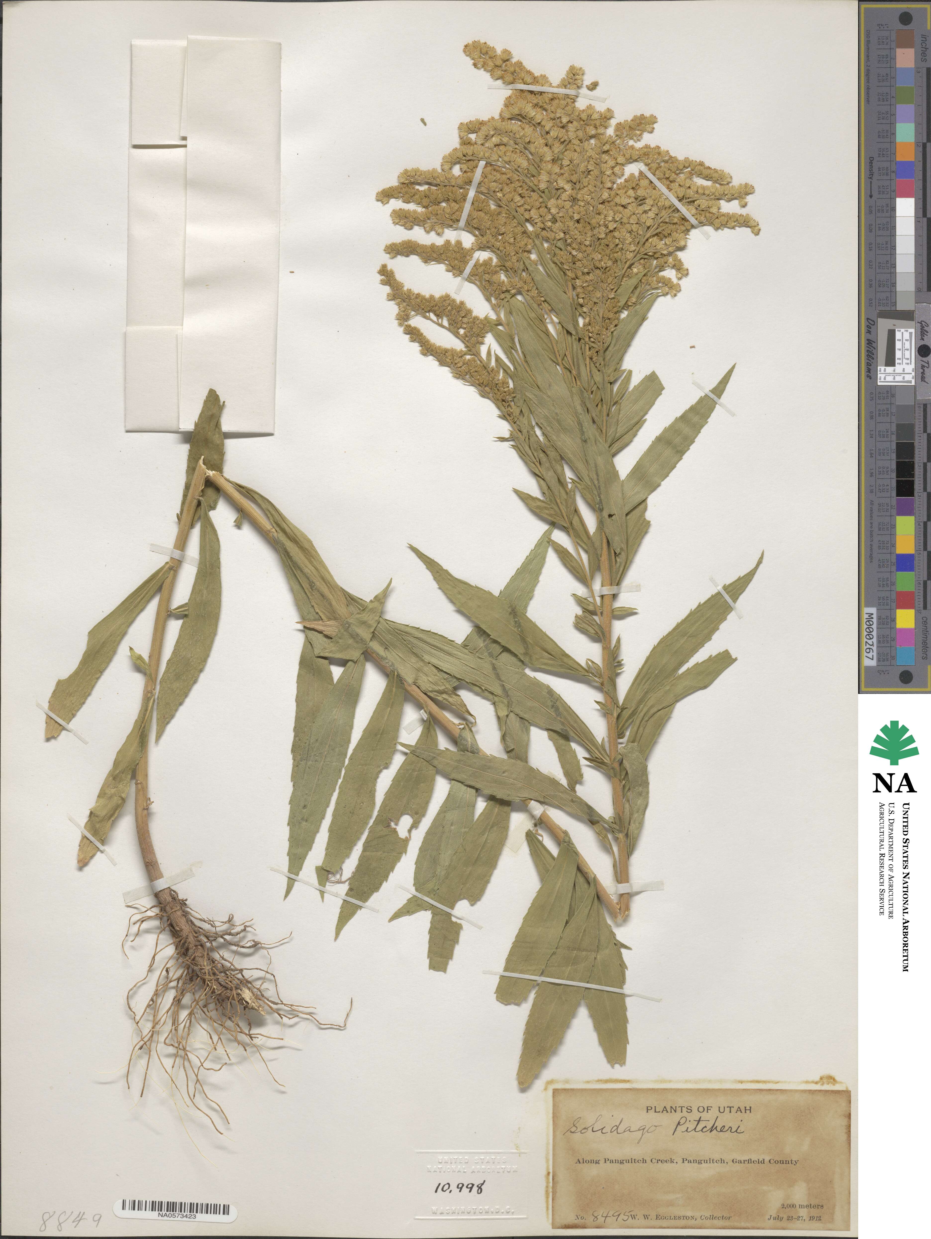 Solidago gigantea image