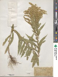 Solidago gigantea image