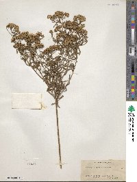 Euthamia floribunda image