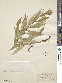 Solidago bicolor image