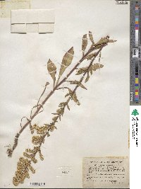 Solidago puberula image