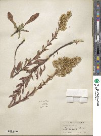 Solidago puberula image