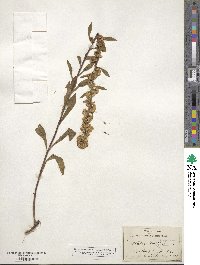 Solidago puberula image