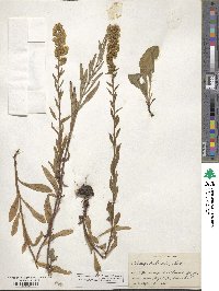 Solidago puberula image