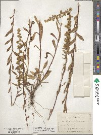 Solidago puberula image