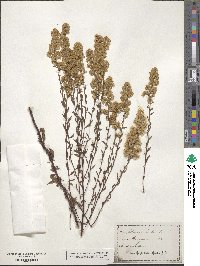 Solidago puberula image