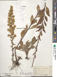 Solidago puberula image