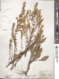 Solidago puberula image