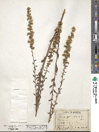 Solidago puberula image