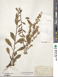 Solidago puberula image