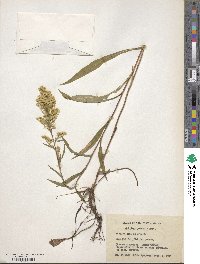 Solidago puberula image