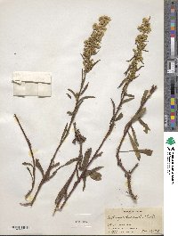 Solidago puberula image