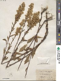 Solidago puberula image