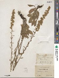 Solidago puberula image