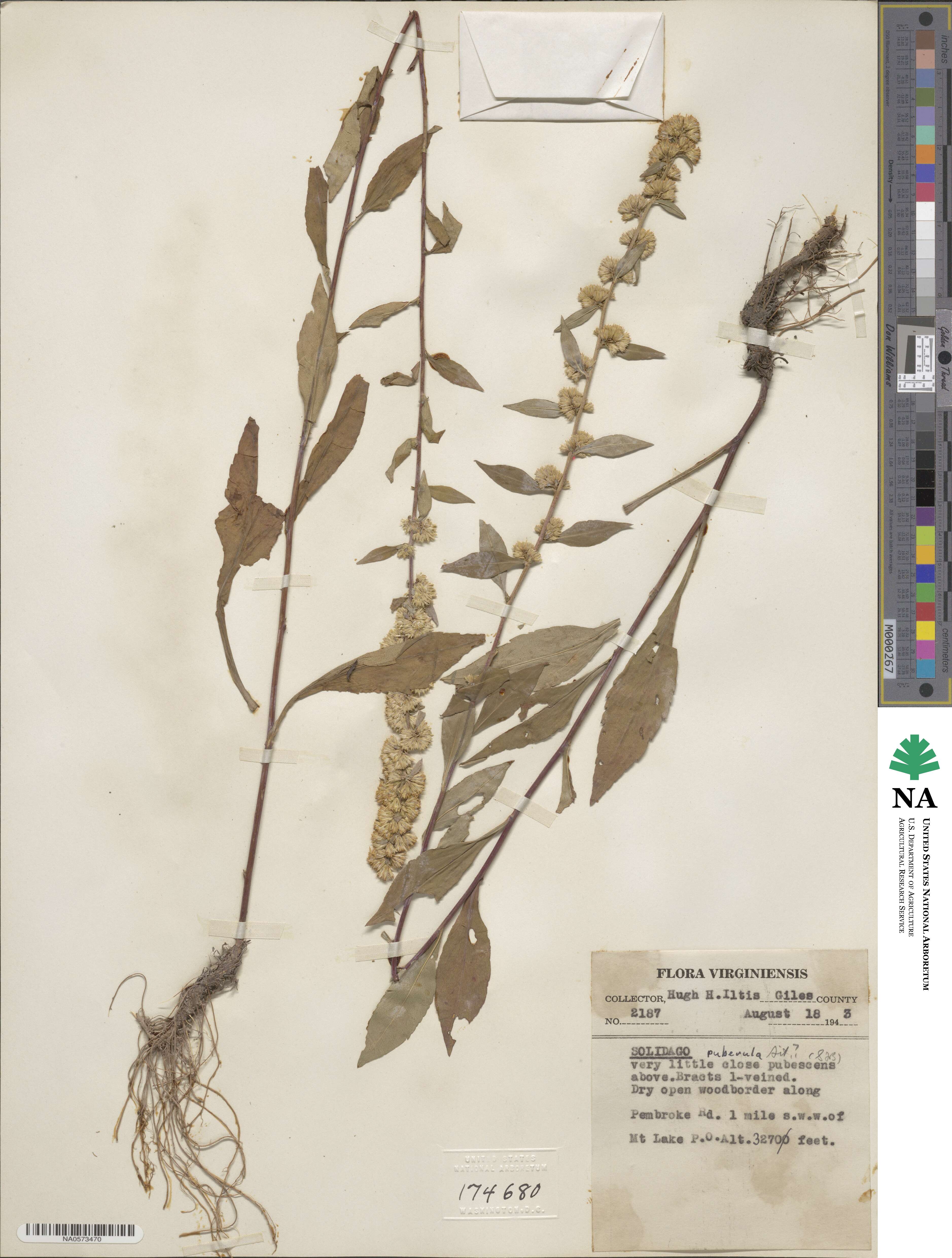 Solidago puberula image