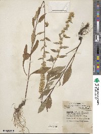 Solidago puberula image