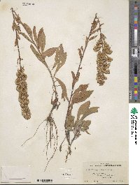 Solidago puberula image