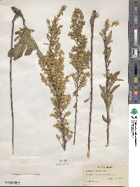 Solidago puberula image