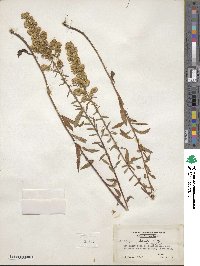 Solidago puberula image