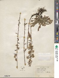 Solidago puberula image