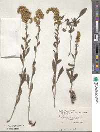 Solidago decemflora image