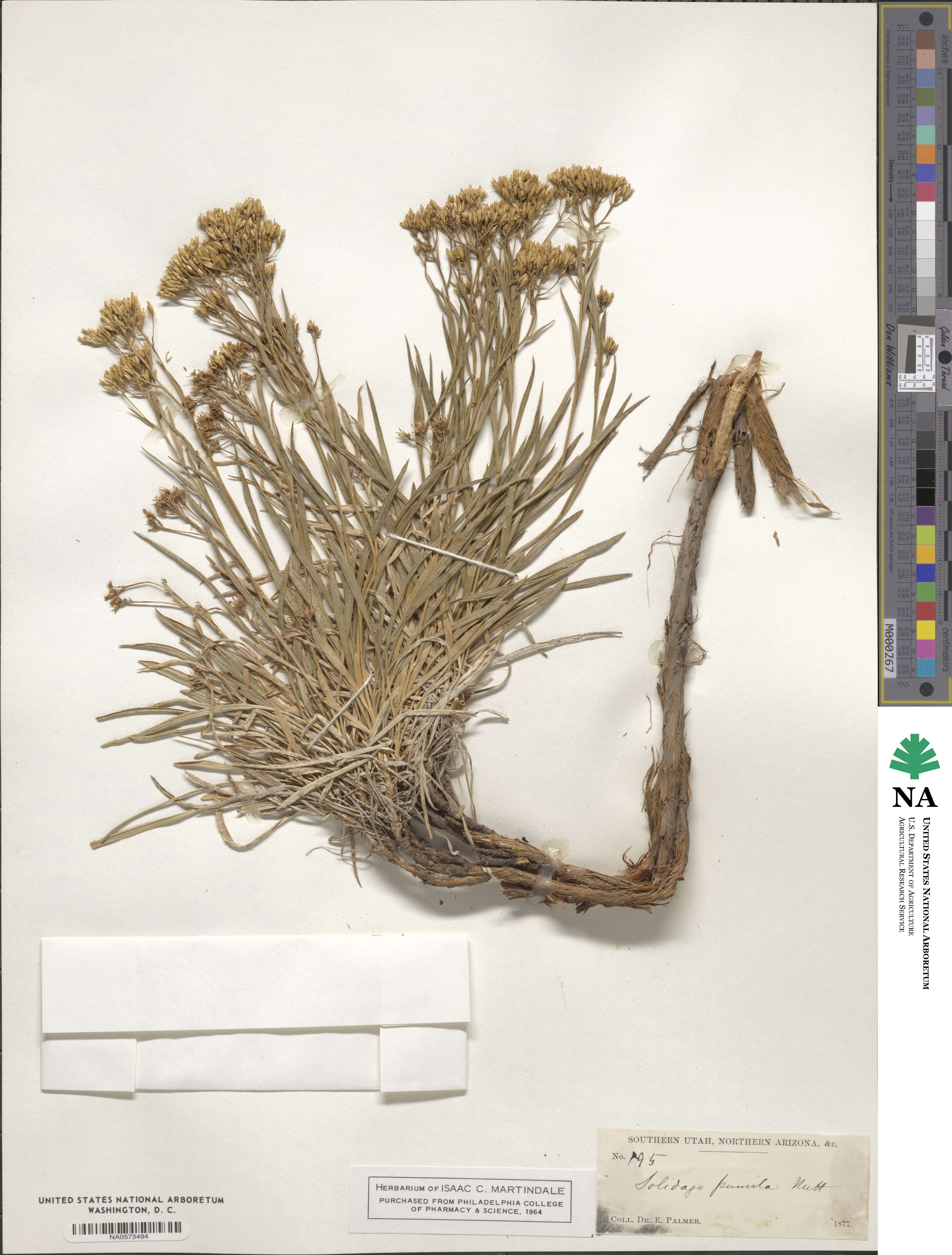 Solidago pumila image