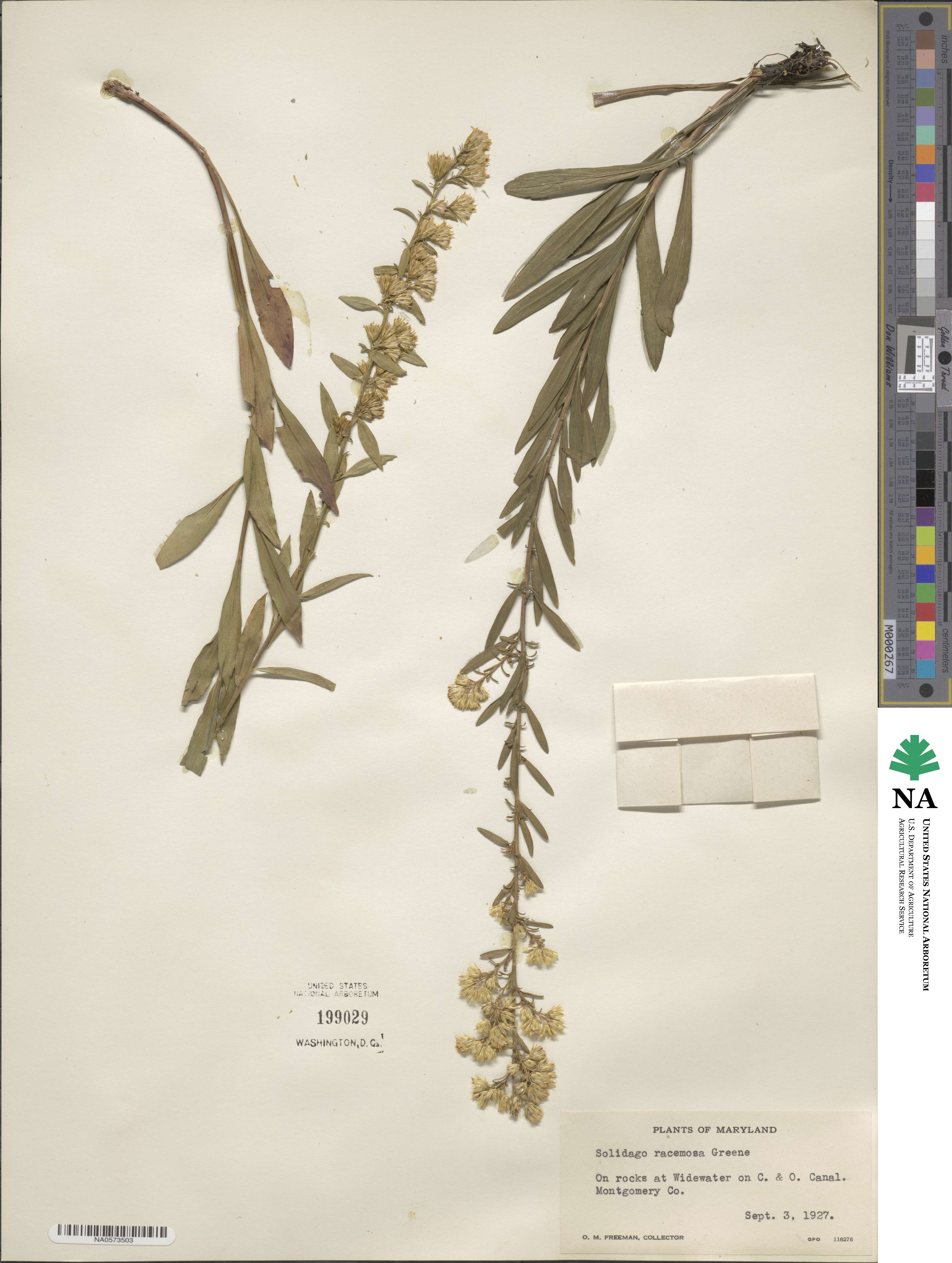 Solidago racemosa image