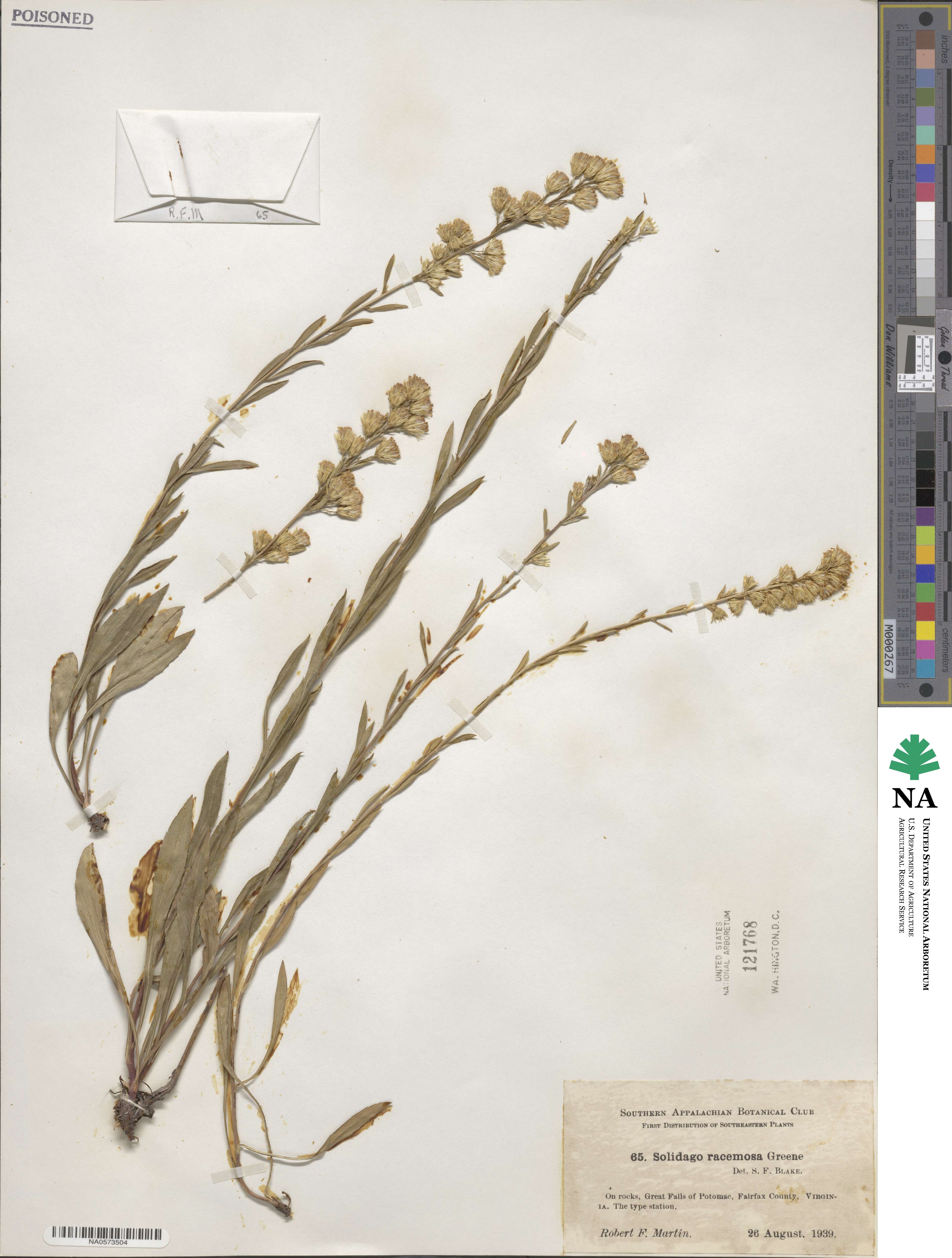 Solidago racemosa image