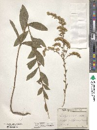 Solidago radula image