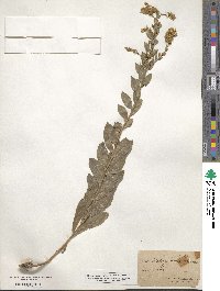 Solidago radula image