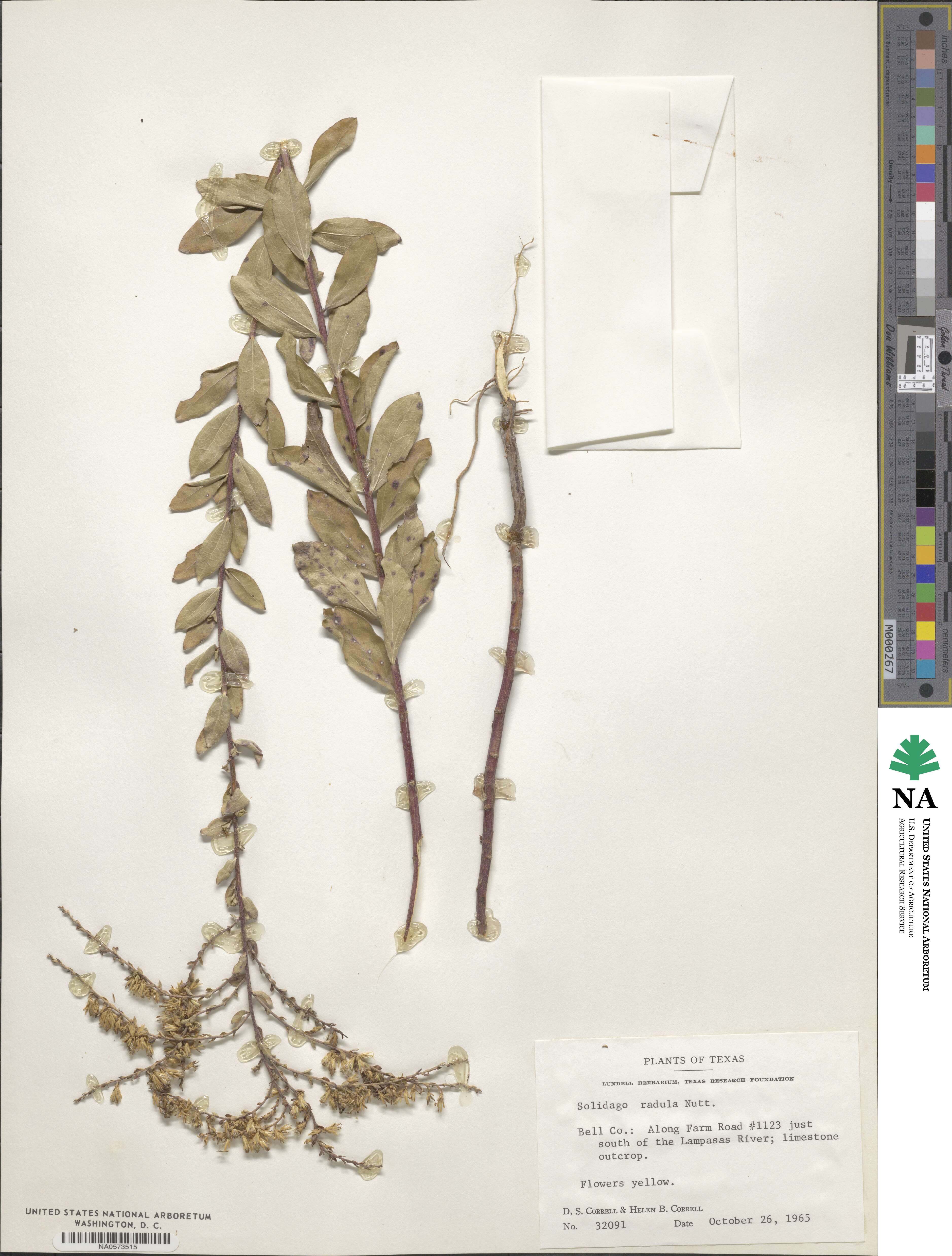 Solidago radula image