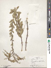 Solidago radula image