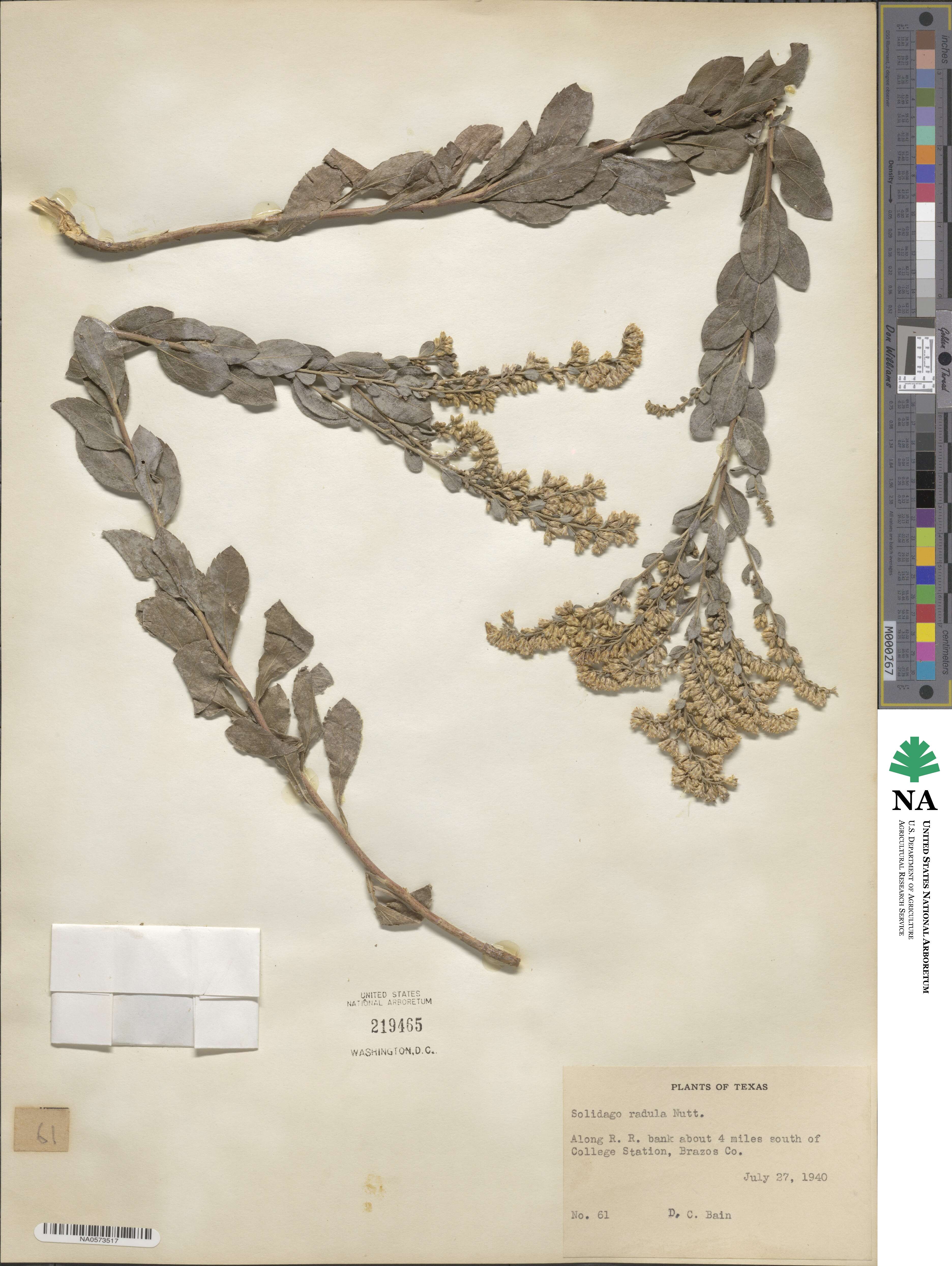 Solidago radula image