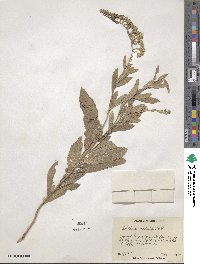 Solidago radula image