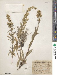 Solidago randii image