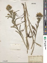 Solidago riddellii image