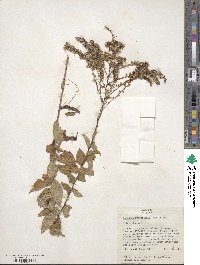 Solidago rugosa image