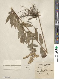 Solidago rugosa image