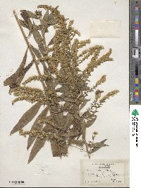 Solidago rugosa image