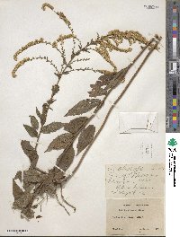 Solidago rugosa image