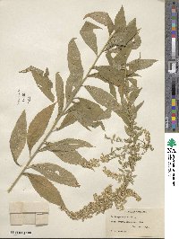 Solidago rugosa image