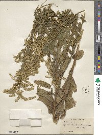 Solidago rugosa image