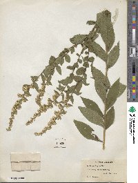 Solidago rugosa image