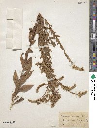 Solidago rugosa image